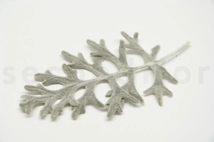 Feuille de Cineraria stabilis&eacute;e Vert / Argent (x10)