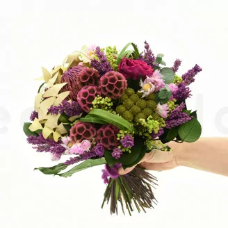 Scabiosa Stellata stabilis&eacute;e Rose (x10)