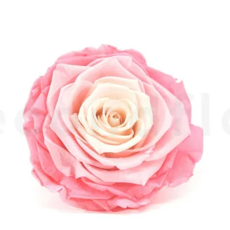 Rosa stabilizzata XXL Rosa Sfumato