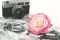 Rose stabilis&eacute;e XXL Rose D&eacute;grad&eacute; 1
