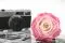 Rose stabilis&eacute;e XXL Rose D&eacute;grad&eacute; 7