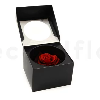 Rosa stabilizzata XXL Rosso Sfumato