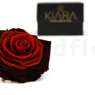 Preserved Rose XXL Tie N Dye Red