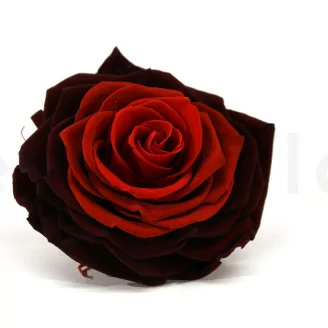 Rosa stabilizzata XXL Rosso Sfumato