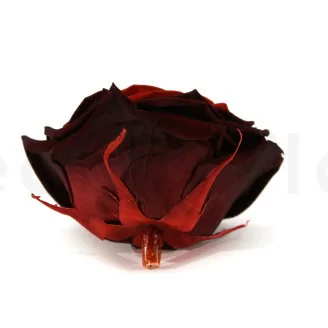 Rosa stabilizzata XXL Rosso Sfumato