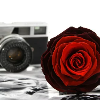 Preserved Rose XXL Tie N Dye Red