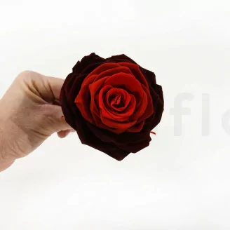 Konservierte Rose XXL Rot mit Farbverlauf