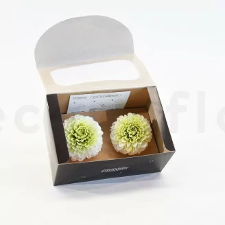 Dalia Grace stabilizzato Verde (x2)