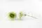 Dalia Grace stabilizzato Verde (x2) 2