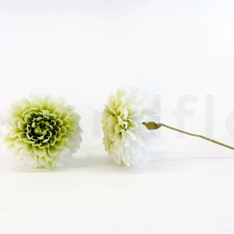 Dalia Grace stabilizzato Verde (x2)