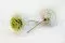Dalia Grace stabilizzato Verde (x2) 4
