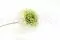 Preserved Dahlia Grace Green (x2) 8