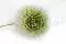 Preserved Dahlia Grace Green (x2) 12