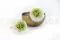 Dalia Grace stabilizzato Verde (x2) 6