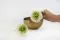 Preserved Dahlia Grace Green (x2) 5