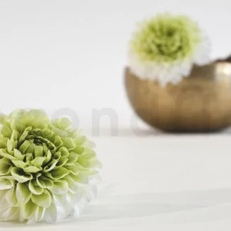 Dalia Grace preservada Verde (x2)
