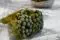 Preserved Brunia Albiflora Natural 4