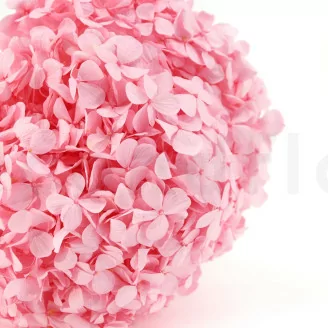 Preserved Hydrangea Pastel Pink