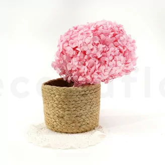 Hortensia stabilis&eacute; Rose Pastel