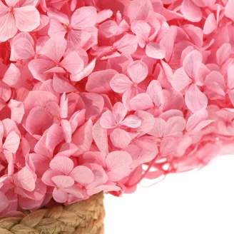Hortensia stabilis&eacute; Rose Pastel
