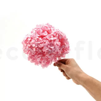 Hortensia stabilis&eacute; Rose Pastel
