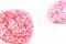 Ortensia stabilizzata Rosa Pastello 8