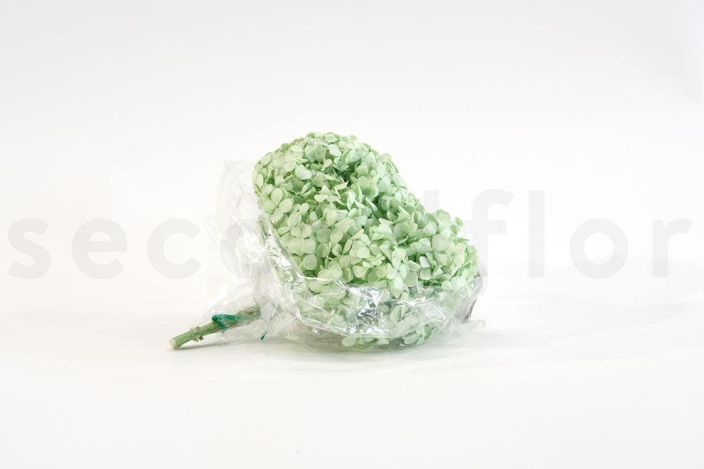 Hortensia Premium Verde Claro Preservado Hortensia Premium Verde Claro Preservado