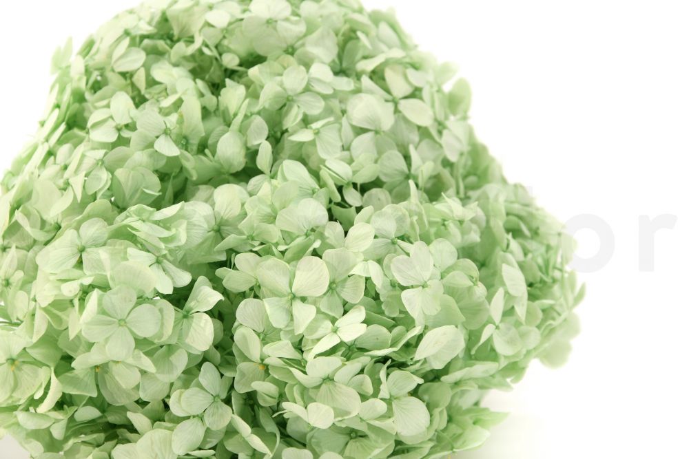 Premium Preserved Hydrangea - Light Green
