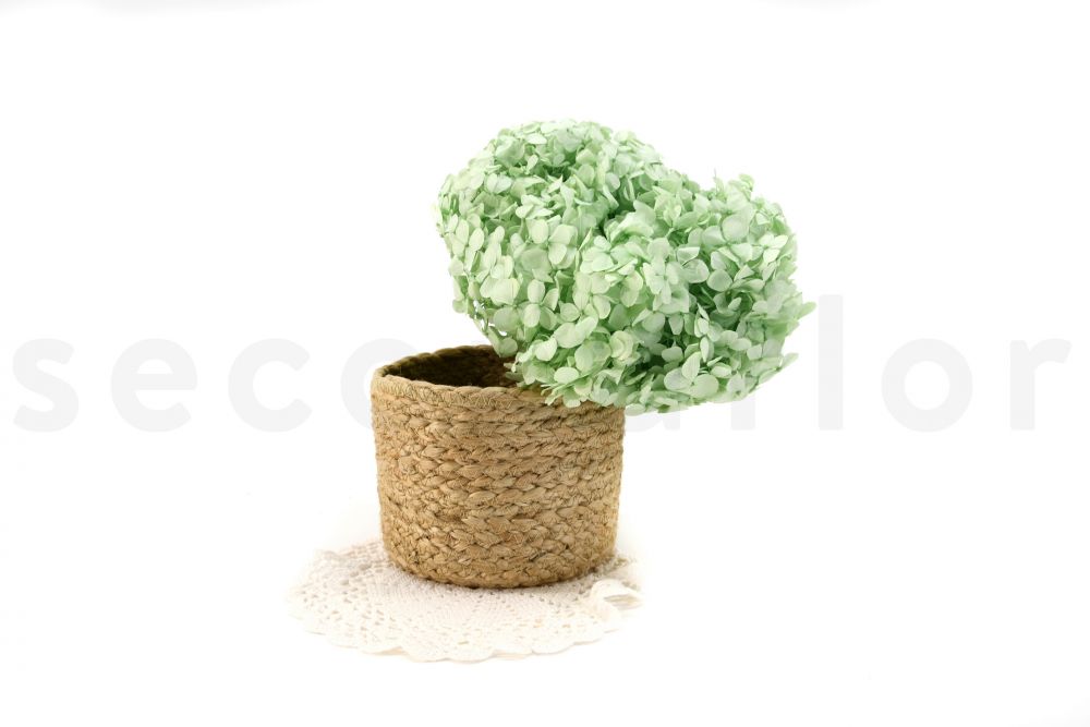 Hortensia Premium Verde Claro Preservado Hortensia Premium Verde Claro Preservado