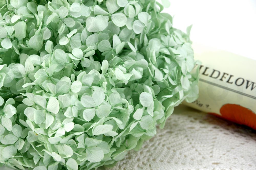 Hortensia Premium Verde Claro Preservado Hortensia Premium Verde Claro Preservado