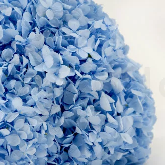 Hortensia stabilis&eacute; Bleu Clair