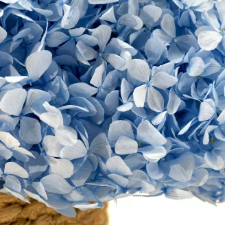 Hortensia stabilis&eacute; Bleu Clair
