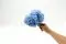Hortensia stabilis&eacute; Bleu Clair 3