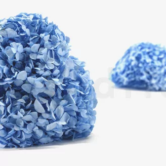 Hortensia stabilis&eacute; Bleu Clair