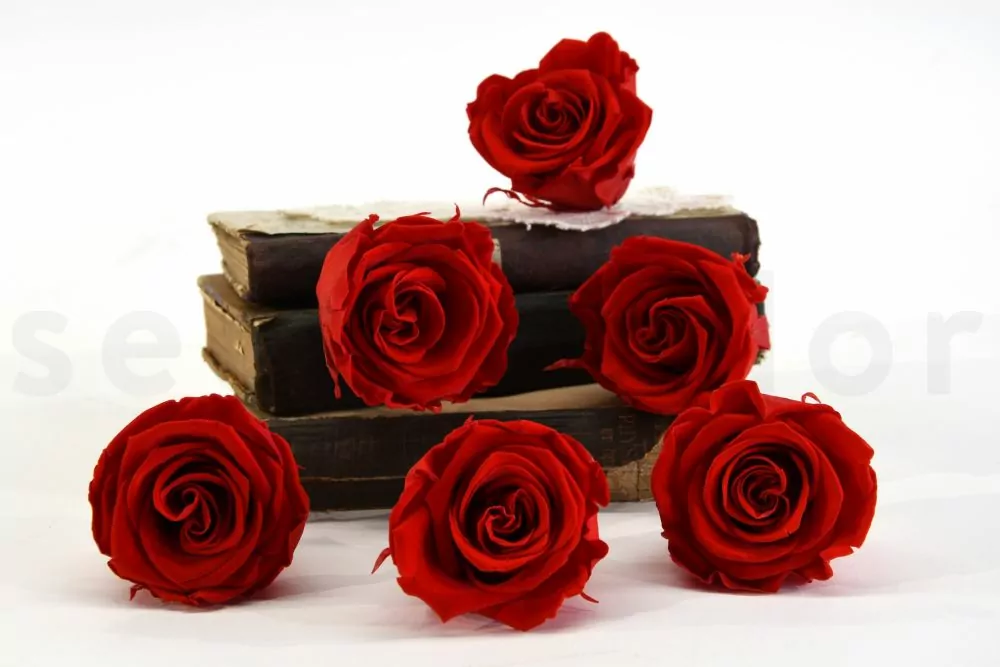 Red Ecuadorian Eternity Flowers Preserved Roses Pack of 6 6cm to