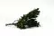 Preserved Pittosporum Tenuifolium 6