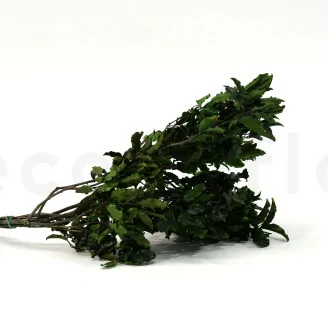Pittosporum Tenuifolium stabilis&eacute;