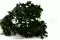 Preserved Pittosporum Tenuifolium 7