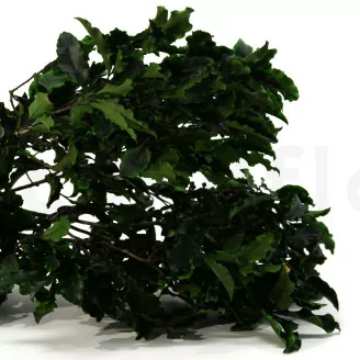 Preserved Pittosporum Tenuifolium