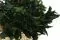 Pittosporum Tenuifolium stabilis&eacute; 8