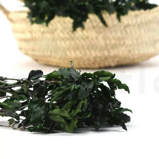 Preserved Pittosporum Tenuifolium