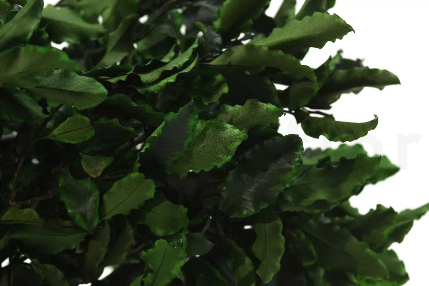 Konservierter Pittosporum tenuifolium