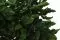 Konservierter Pittosporum tenuifolium 1