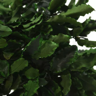 Pittosporum Tenuifolium preservado