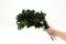 Pittosporum Tenuifolium stabilis&eacute; 4