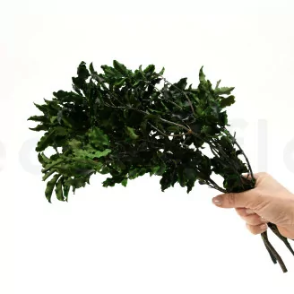 Pittosporum Tenuifolium stabilis&eacute;
