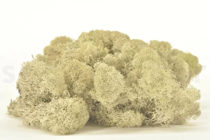 Preserved Reindeer Moss Cream (Box)