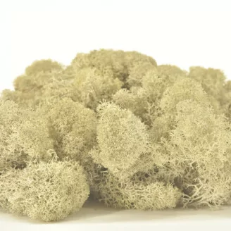 Liquen preservado Crema (Caja)