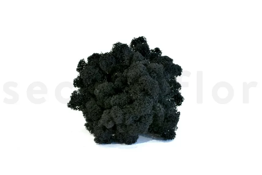 Preserved Reindeer Moss Black (Box)
