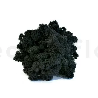 Lichene stabilizzato Nero (Scatola)